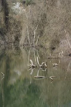Dry tree in the lake Stock Photos