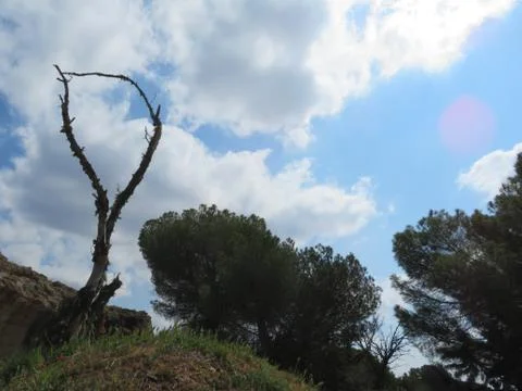 Dry tree landscape sky clouds form twisted broom Fotos Stock
