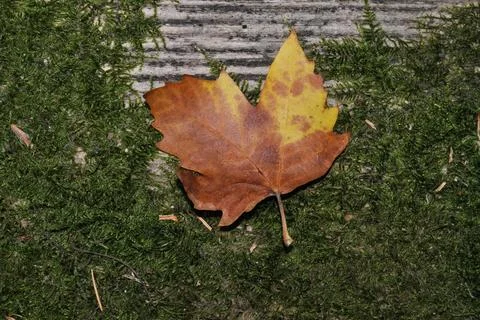 Dry tree leaf fallen on top of aged wood Stock Photos