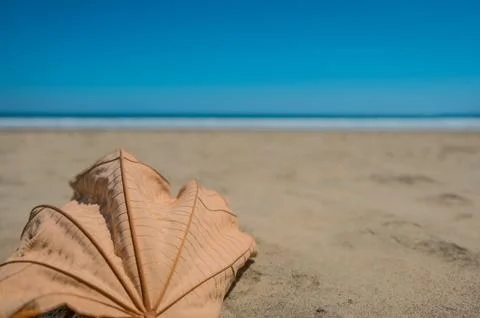 Dry tree leaf in sand of beach with ocean background - foliage Stock Photos