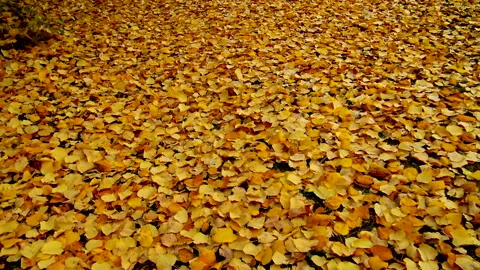 Dry tree leaves during cold autumn day Video stock 146007613