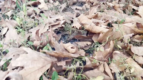 Dry tree leaves on the ground 스톡 동영상 220613454
