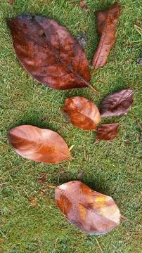 Dry Tree Leaves Stock Photos