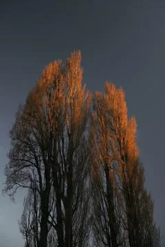 Dry tree light up by the sun during winter season 库存照片