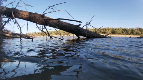 Dry tree lying in the river, timelapse, boat, autumn, Ukrainian nature. Stockbeeldmateriaal 317508528