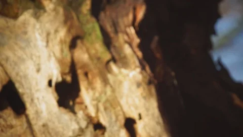 Dry tree macro and Squirrel on tree trunk Video stock 83054168