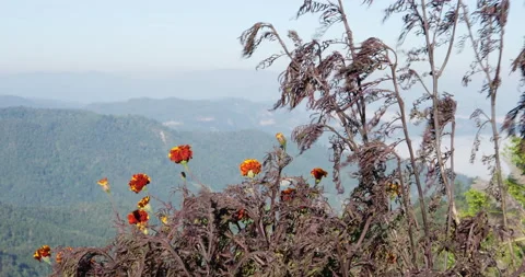 Dry Tree Marigold  ,  Dry Mexican Sunflower and mountain. Stock Footage 172287240