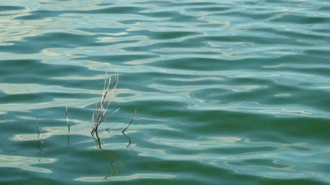 Dry tree in the middle of calm lake waves Stock Footage 320029016