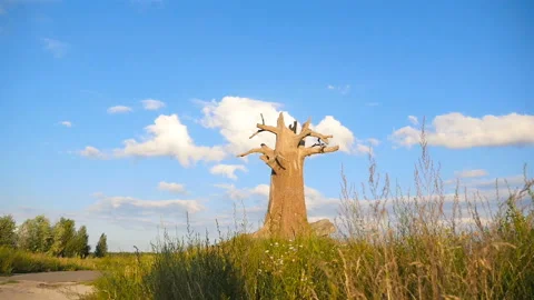 Dry tree in the middle of the field. Beautiful dried oak. The camera is in Stock Footage 119113042