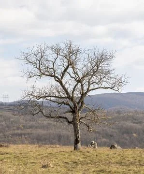 A dry tree in the middle of a field Stock Photos