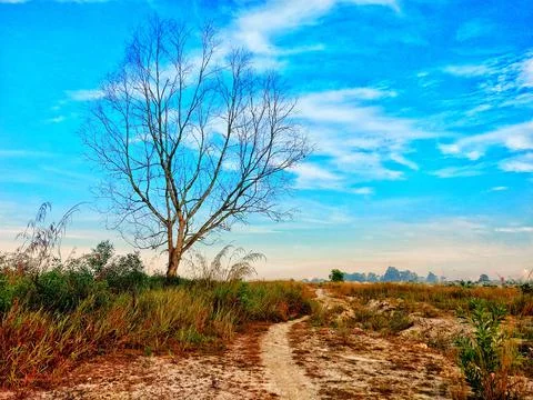 A dry tree in the middle of the meadow Stock Photos