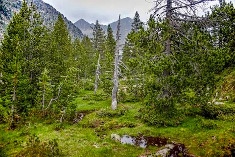 Dry tree in the middle of a pine forest Stock Photos