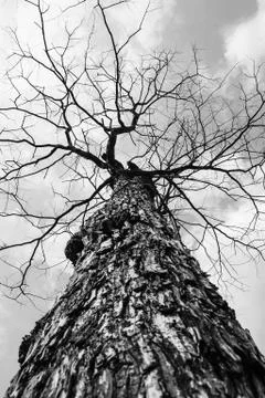 Dry tree in nature 写真素材