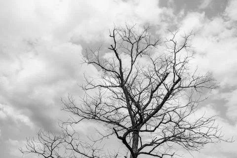 Dry tree in nature Fotos Stock
