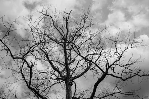 Dry tree in nature Fotos Stock