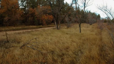 A dry tree near the forest road Stock Footage 99725877