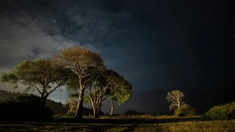 Dry tree at night against the background of the night sky and moving clouds. Stock Footage 119066917