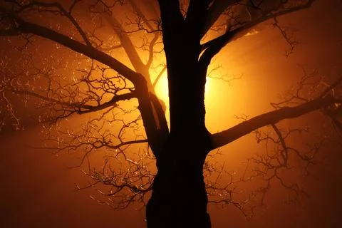 Dry Tree at night Stock Photos