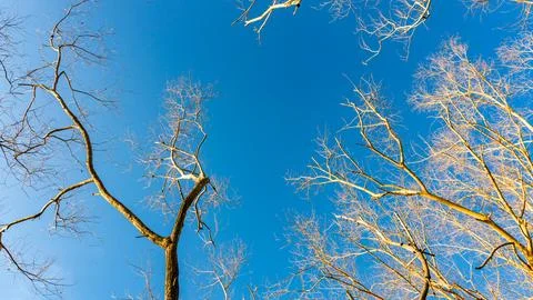 Dry tree or dead tree branches in blue sky and clouds background Bottom view Stock-Fotos