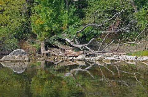 Dry tree over Osam river Stock Photos