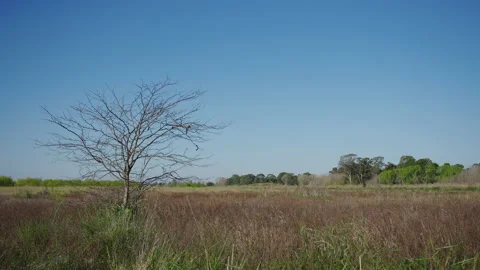 Dry tree in pampas landscape Stock-Footage 170727147
