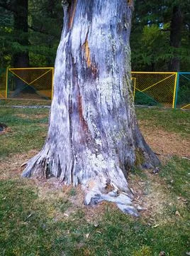 A dry tree in the park 库存照片