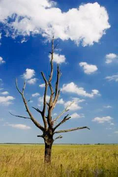 Dry tree Stock Photos