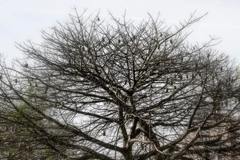 Dry tree Stock Photos