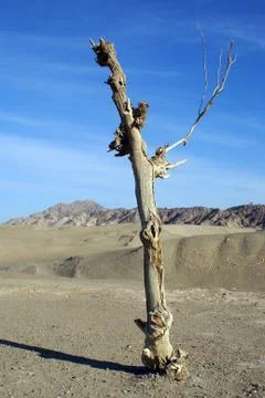 Dry tree Stock Photos