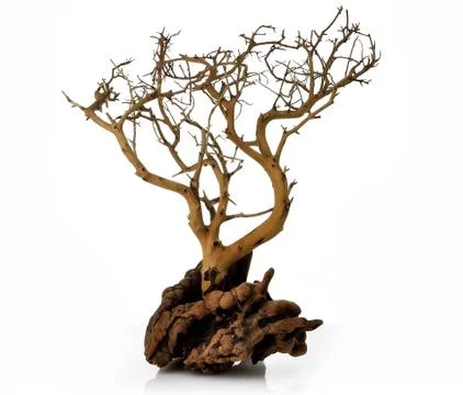 Dry tree Stock Photos