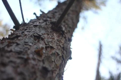 Dry tree Stock Photos