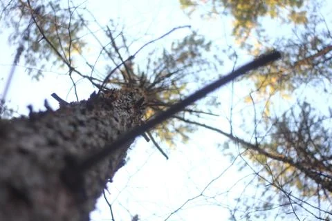 Dry tree Stock Photos