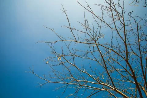 Dry tree. Stock Photos