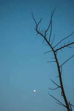 Dry tree Stock Photos