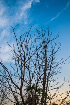 Dry tree Stock Photos