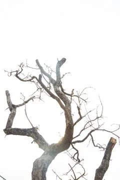 Dry tree. Stock Photos