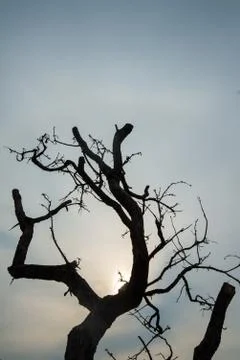 Dry tree. Stock Photos