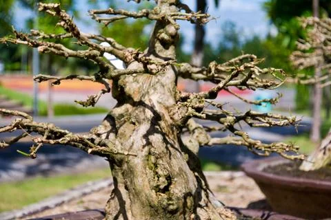 Dry tree Stock Photos