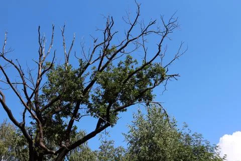 Dry tree Stock-Fotos