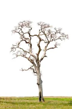 Dry tree Stock Photos