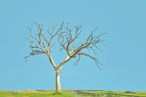 Dry tree Stock Photos