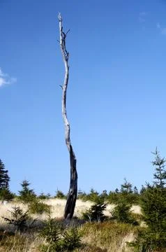 Dry tree Stock Photos