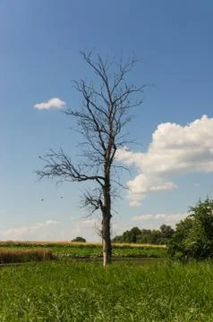Dry tree Stock Photos