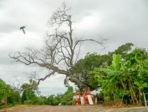Dry tree Stock Photos