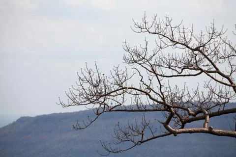 Dry tree Stock Photos