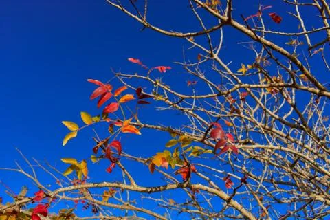 DRY TREE Stock Photos