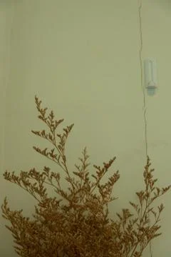 Dry tree. Stock Photos