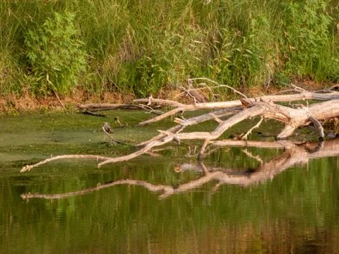 Dry tree Stock Photos