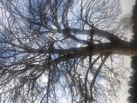 Dry Tree Stockfoto's