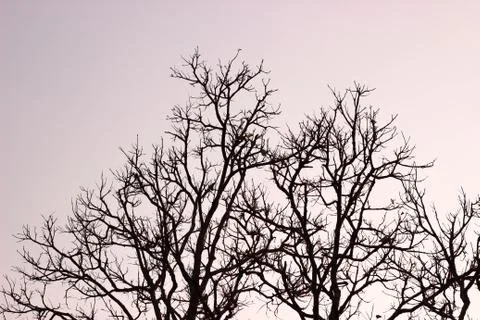 Dry tree Stock Photos